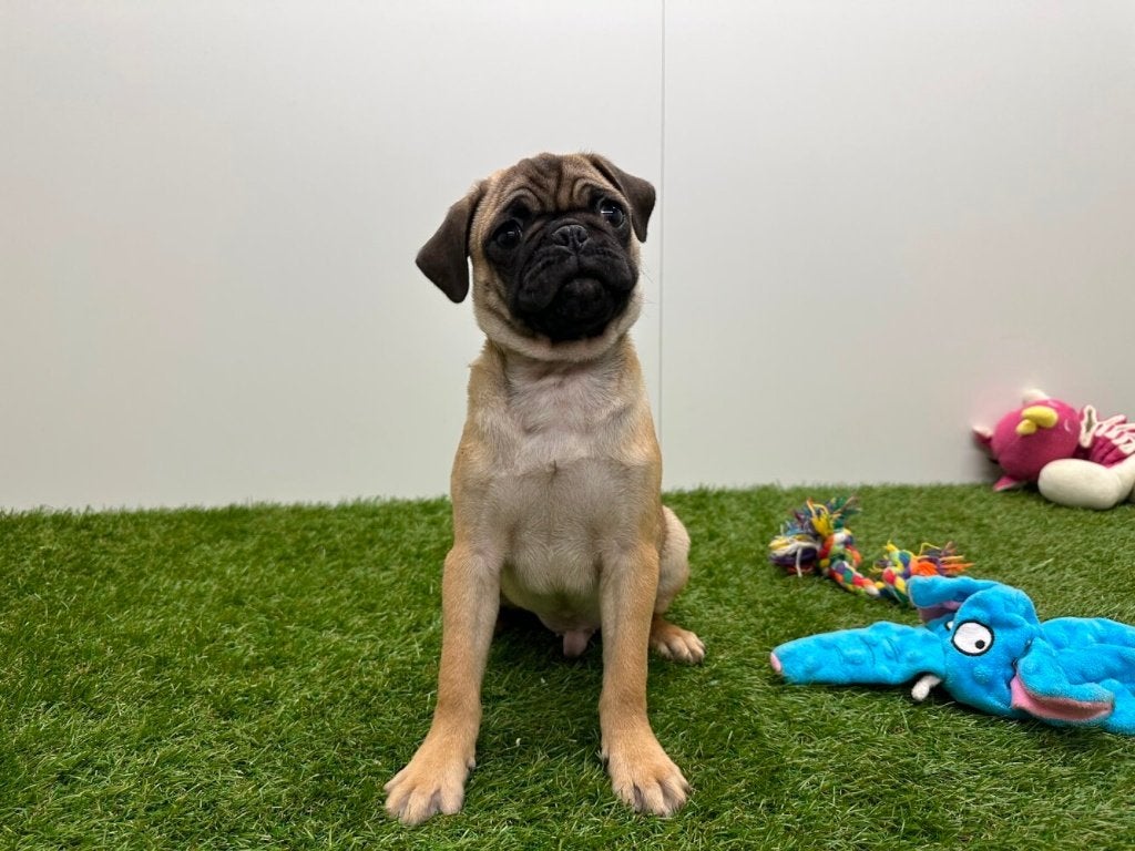 Mopshond pups, Parvo, België, 8 tot 15 weken, Meerdere