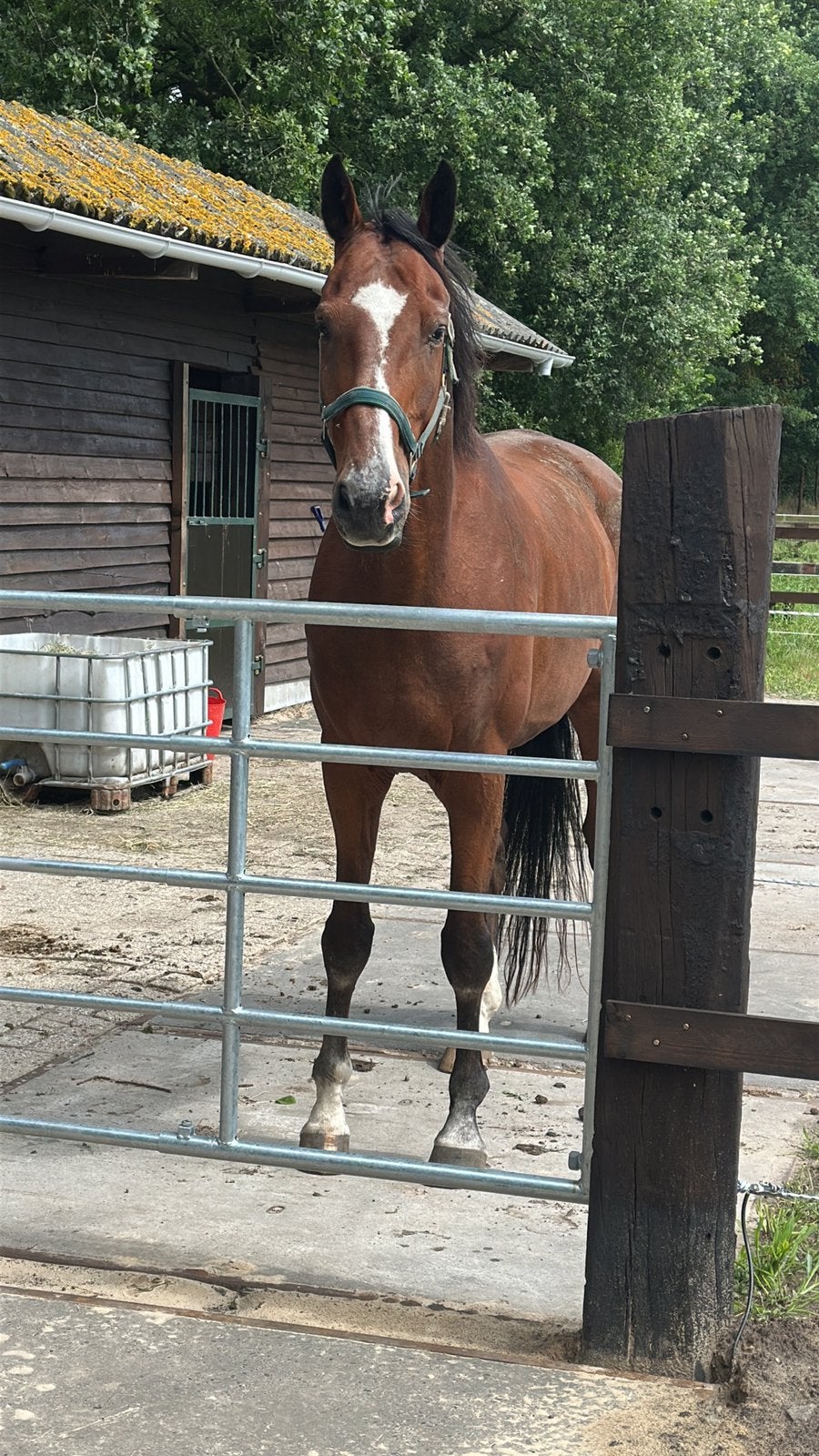 Weidemaatje, Dieren en Toebehoren, Paarden, Ruin
