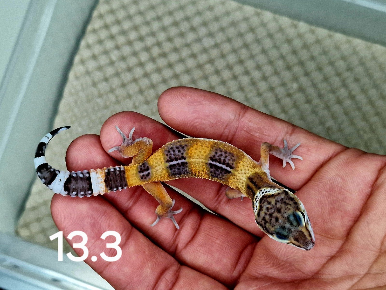 black night manderine tangerine het tremper albino, Domestique, 0 à 2 ans