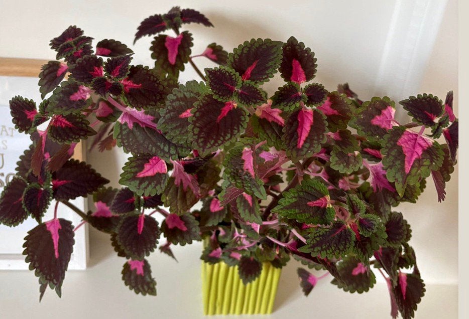 Plant Grote siernetel, Ophalen, Overige soorten, Minder dan 100 cm