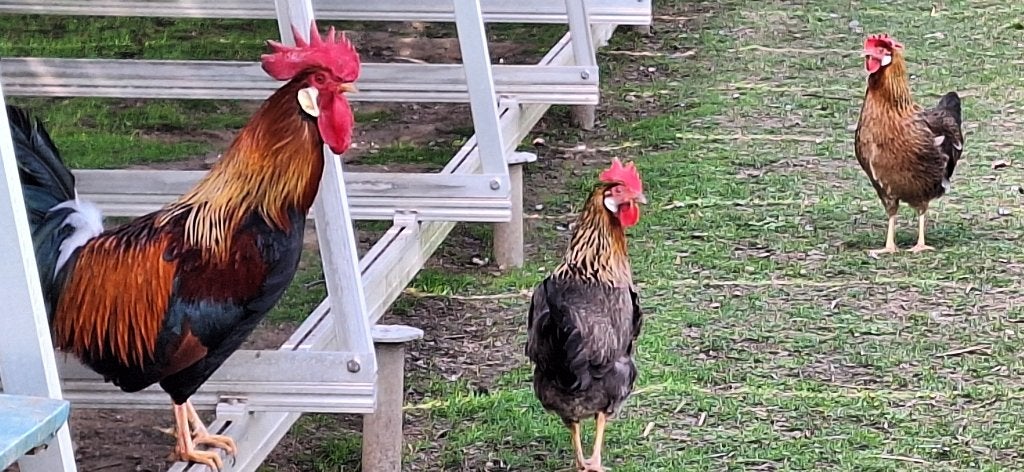 Leghorn goud patrijs, Dieren en Toebehoren, Meerdere dieren, Kip