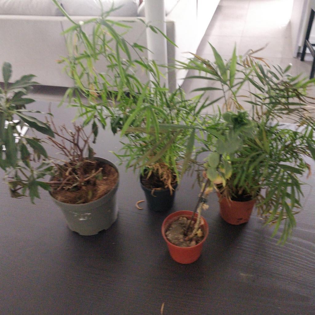 Gratis planten( samen mee te nemen), Enlèvement