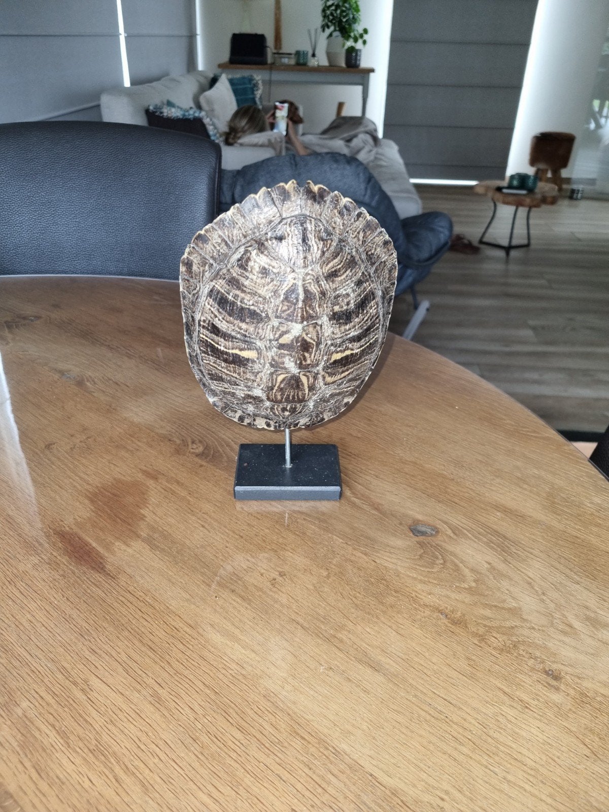 Taxidermy, Huis en Inrichting, Ophalen of Verzenden