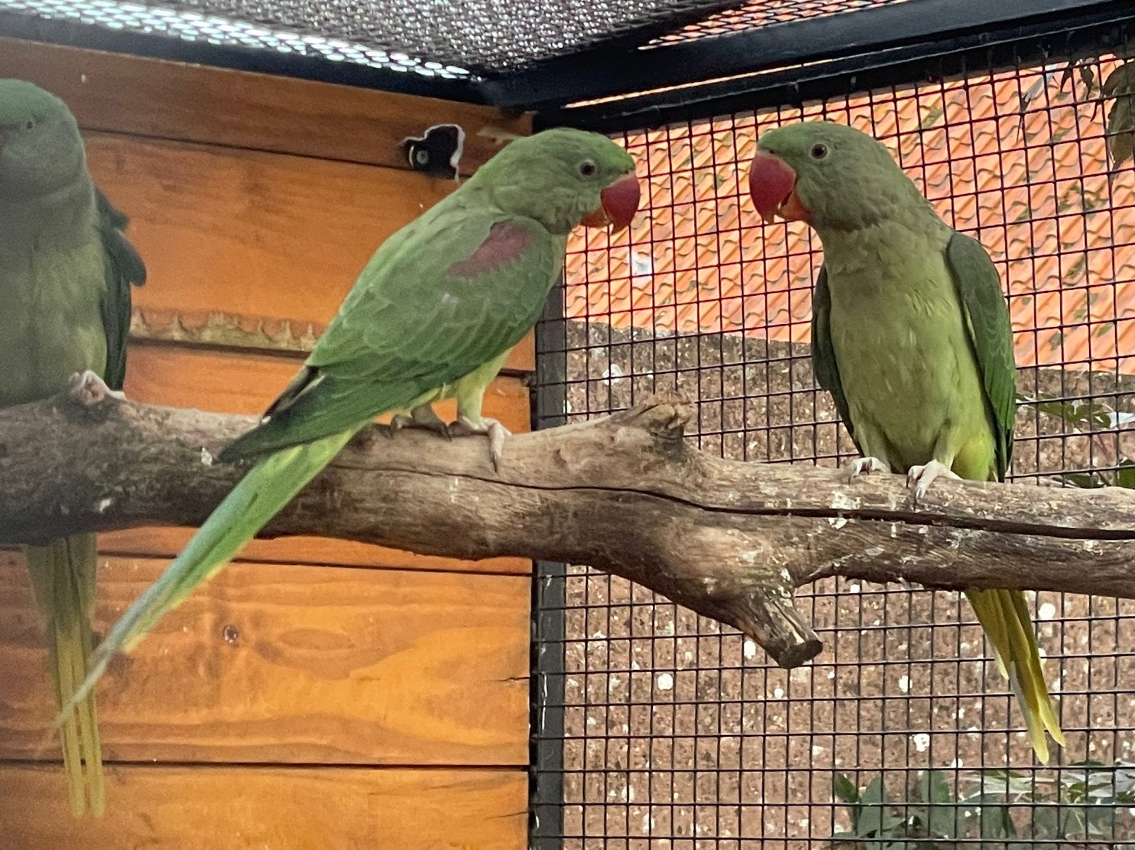 Te koop: 2 mooie Grote Alexanderparkieten, Sexe inconnu, Perruche