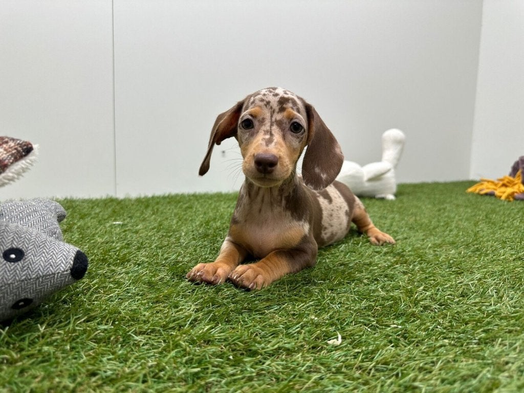 Gladharige Dwergteckel pups, Dieren en Toebehoren, Honden | Teckels en Dashonden, België, 8 tot 15 weken, Korthaar, Dwerg