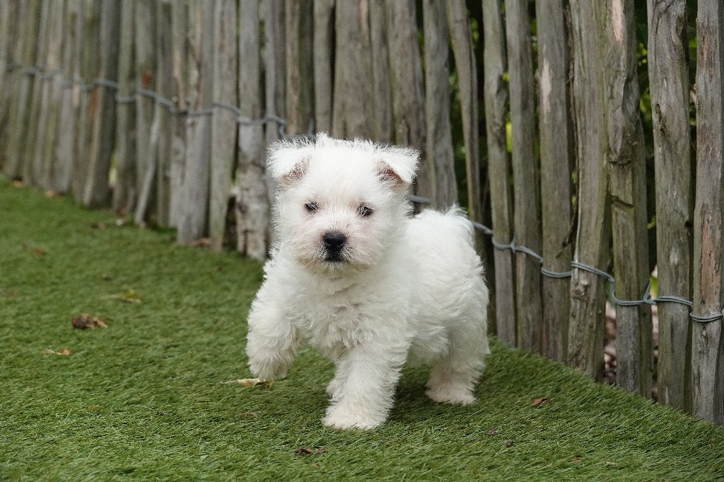 Magnifique terrier blanc des West Highlands (Westie), Autres races, Plusieurs, Hépatite contagieuse (maladie de Rubarth), Belgique