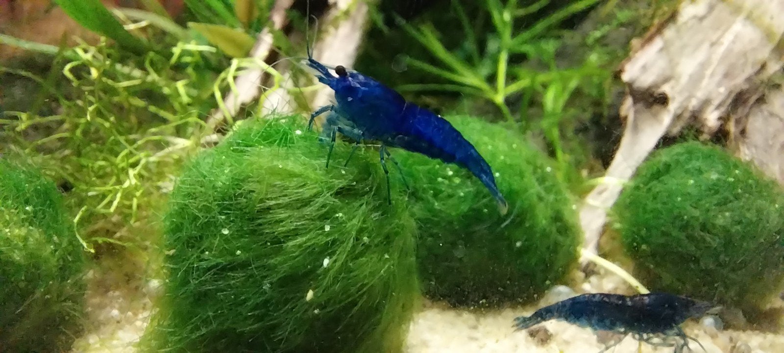 Blue Dream Neocaridina Garnalen * Oudenburg, Dieren en Toebehoren