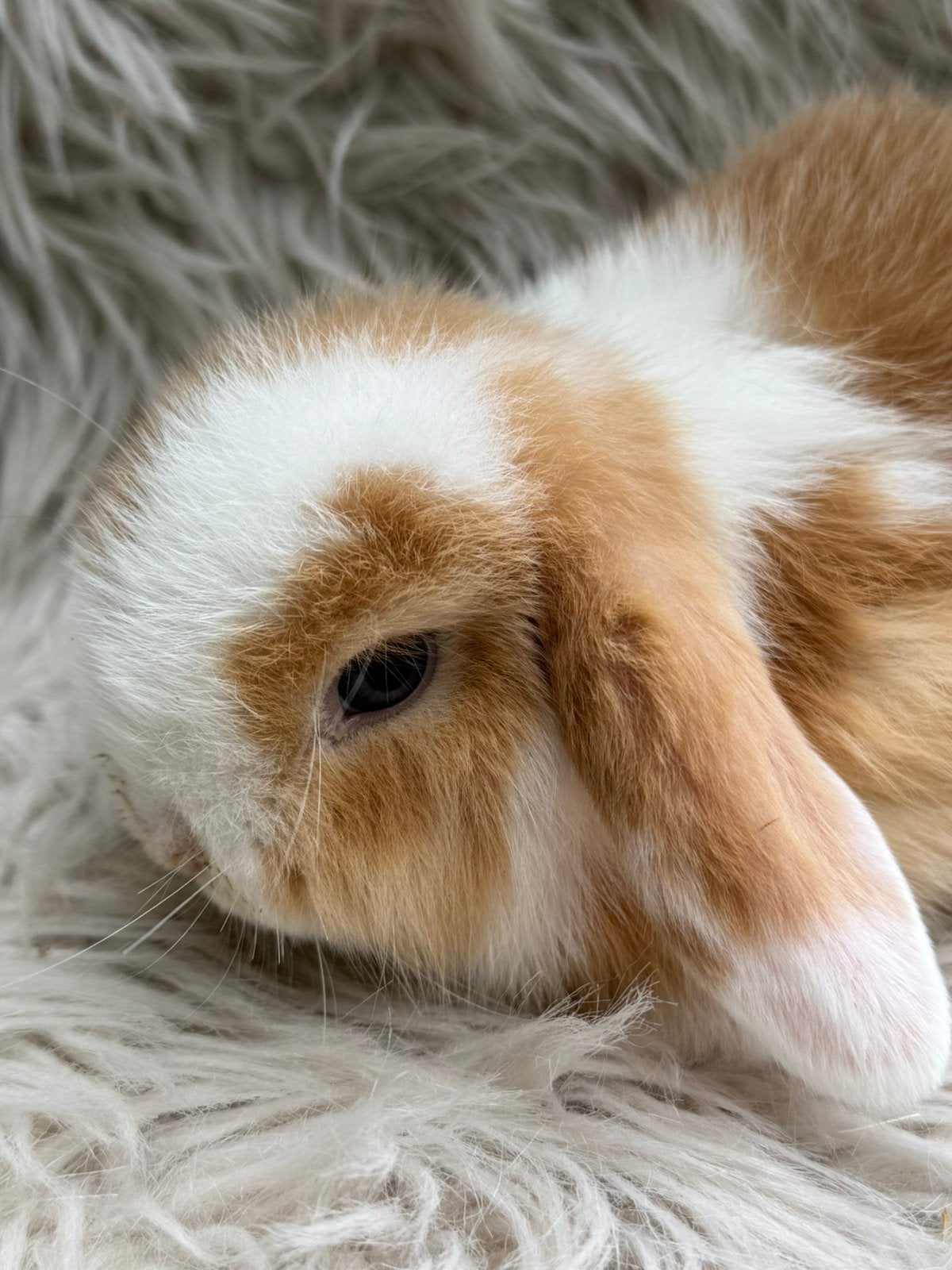 Minilop konijntjes - NHD, Dieren en Toebehoren, Konijnen, Meerdere dieren, Klein, Hangoor, 0 tot 2 jaar