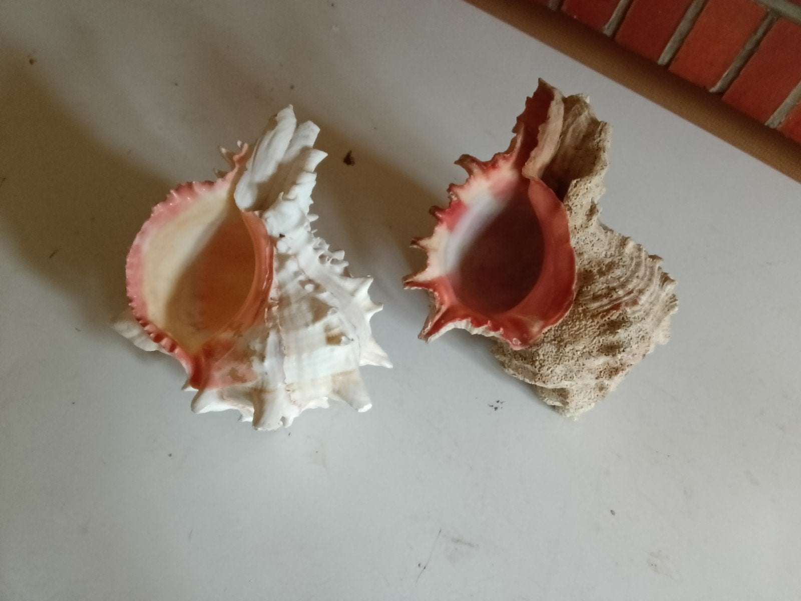 2 murex erythrostoma, Ophalen of Verzenden