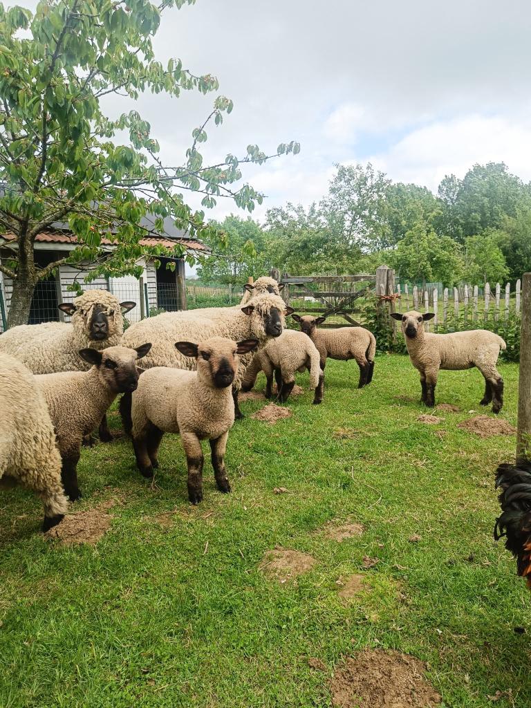 Hampshire Down lammeren: 3 rammen + 1 ooi, Meerdere dieren, Schaap, 0 tot 2 jaar