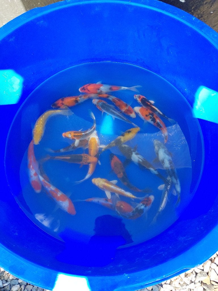 Koi, Dieren en Toebehoren