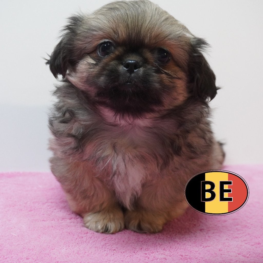 Pekingees - Kleine schatten met een keizerlijke uitstraling, België, CDV (hondenziekte), 8 tot 15 weken, Meerdere
