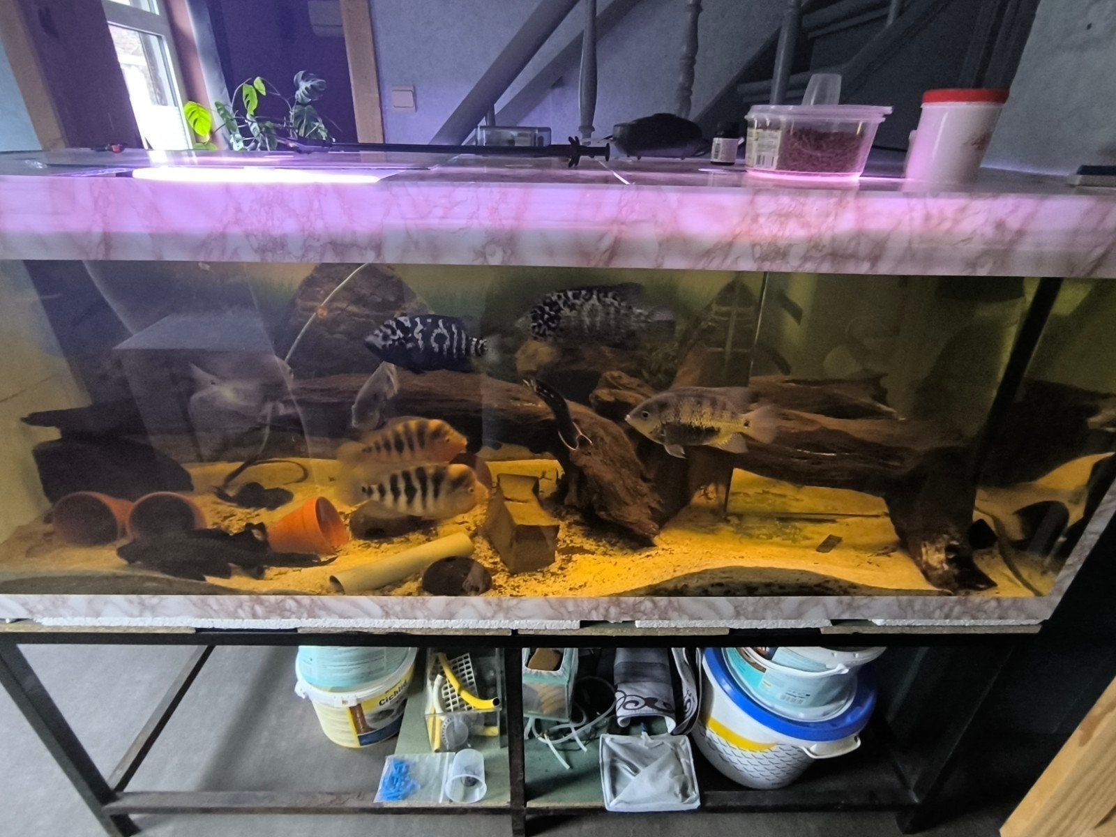 Aquarium 180/60/60 complet, Enlèvement, Éclairage