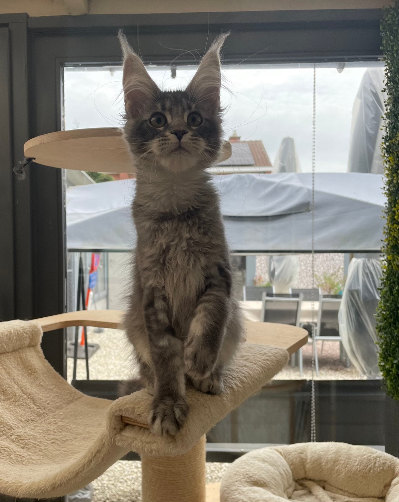 Maine coon, Poes, Met stamboom, 0 tot 2 jaar