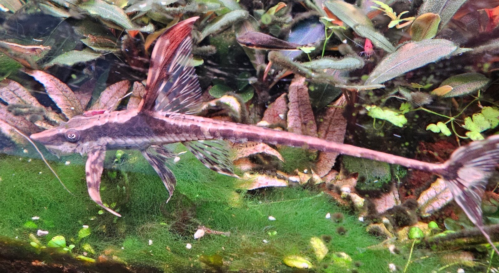 aquarium vissen, garnalen en slakken., Ophalen, Tetra