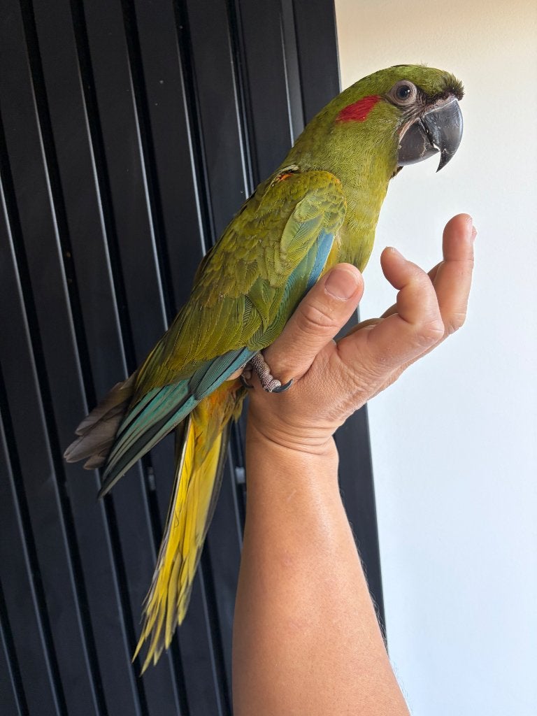 Bébé ara rubrogenys, Animaux & Accessoires, Femelle, Perroquet, Parleur