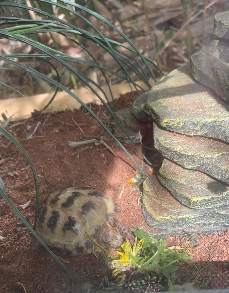 Gezocht: schildpadden die een warme thuis zoeken, Dieren en Toebehoren, Ophalen, Zo goed als nieuw