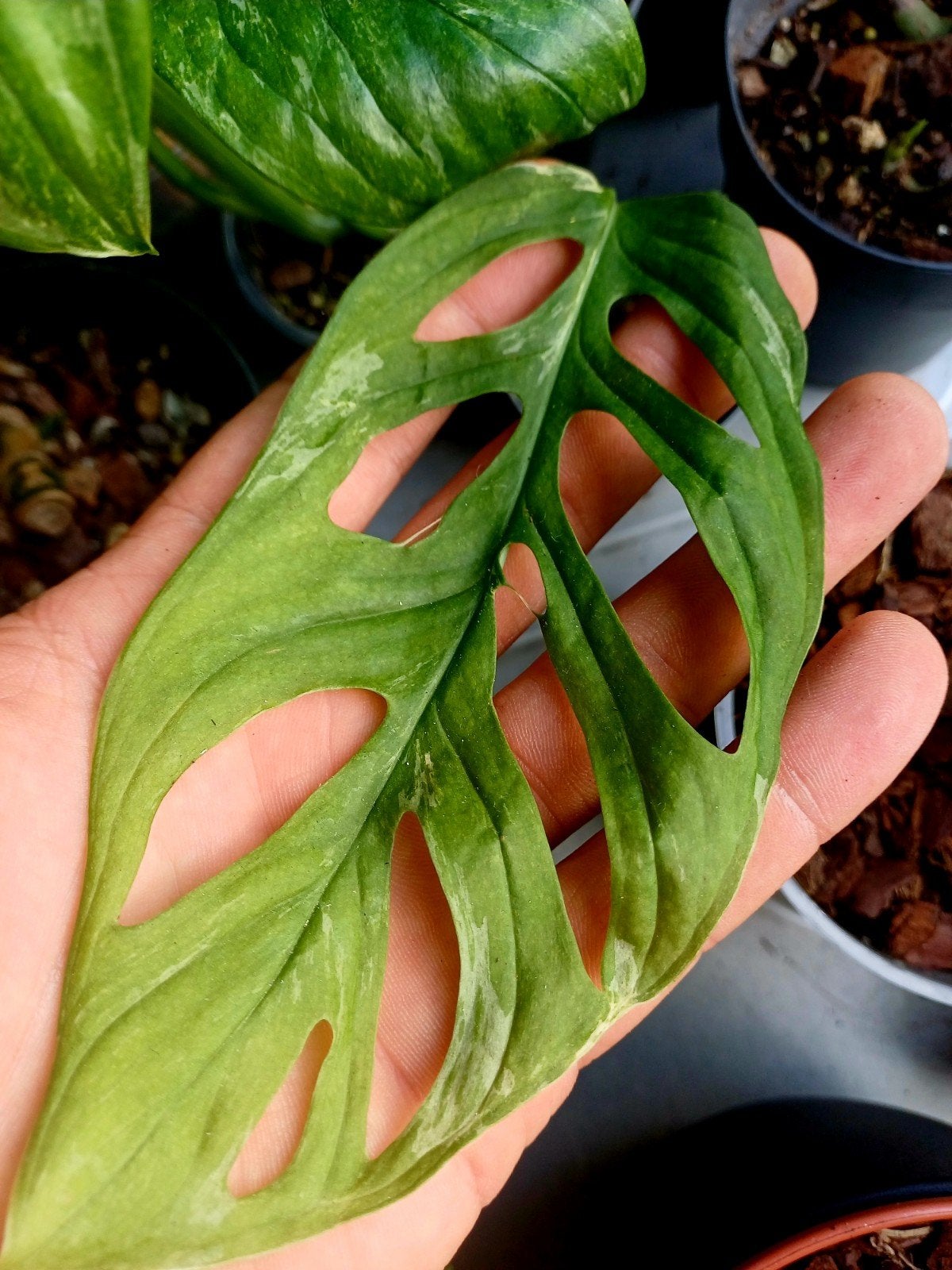 Monstera Adansonii Indonesian Marble, Overige soorten, In pot, Minder dan 100 cm, Groene kamerplant