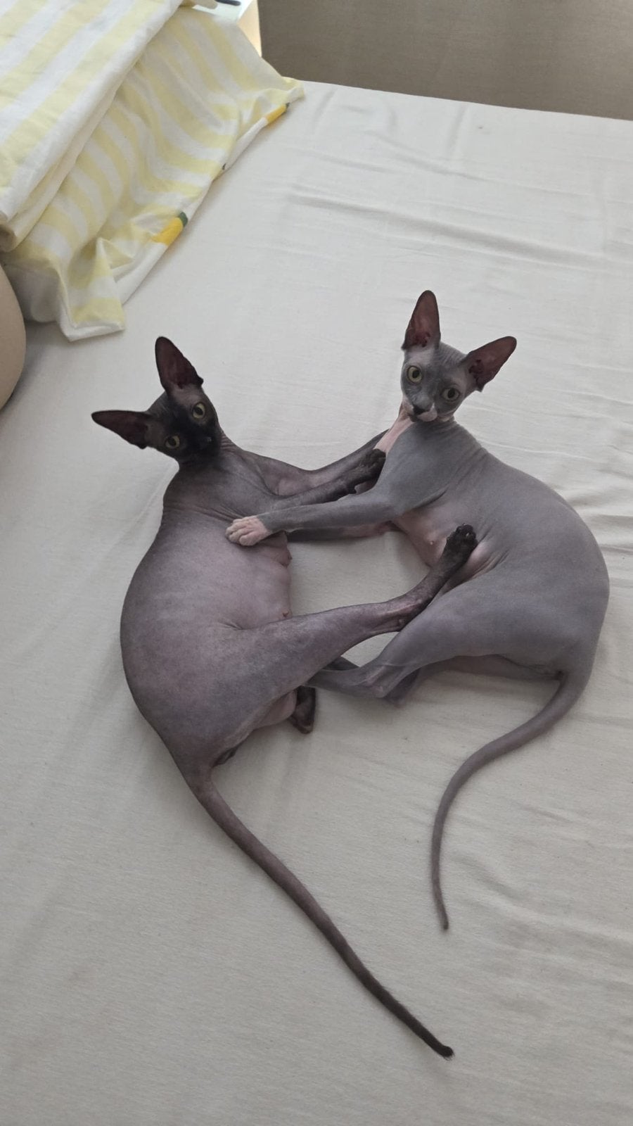 Erkende hobbykwekerij Sphynx Loves You, Chatte ou Chat, Avec pedigree, 0 à 2 ans