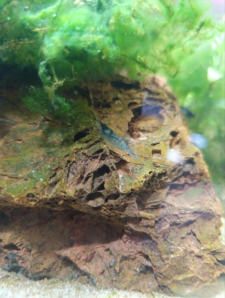 Garnalen blauw, Kreeft, Krab of Garnaal