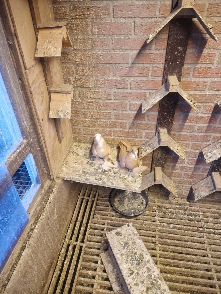 Duiven, Dieren en Toebehoren