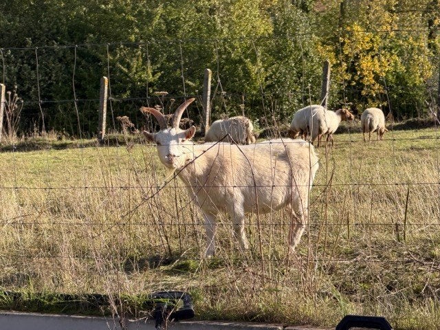 2 vrouwelijke dwerggeiten, Dieren en Toebehoren, Vrouwelijk, Geit, 3 tot 5 jaar