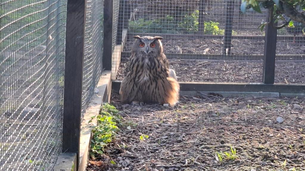 Groothertogen van Europa, Dieren en Toebehoren, Vrouwelijk, Roofvogel, Geringd