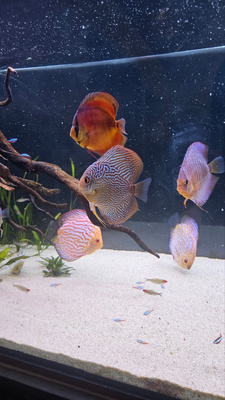 Discusvissen, Dieren en Toebehoren, Vissen | Aquariumvissen
