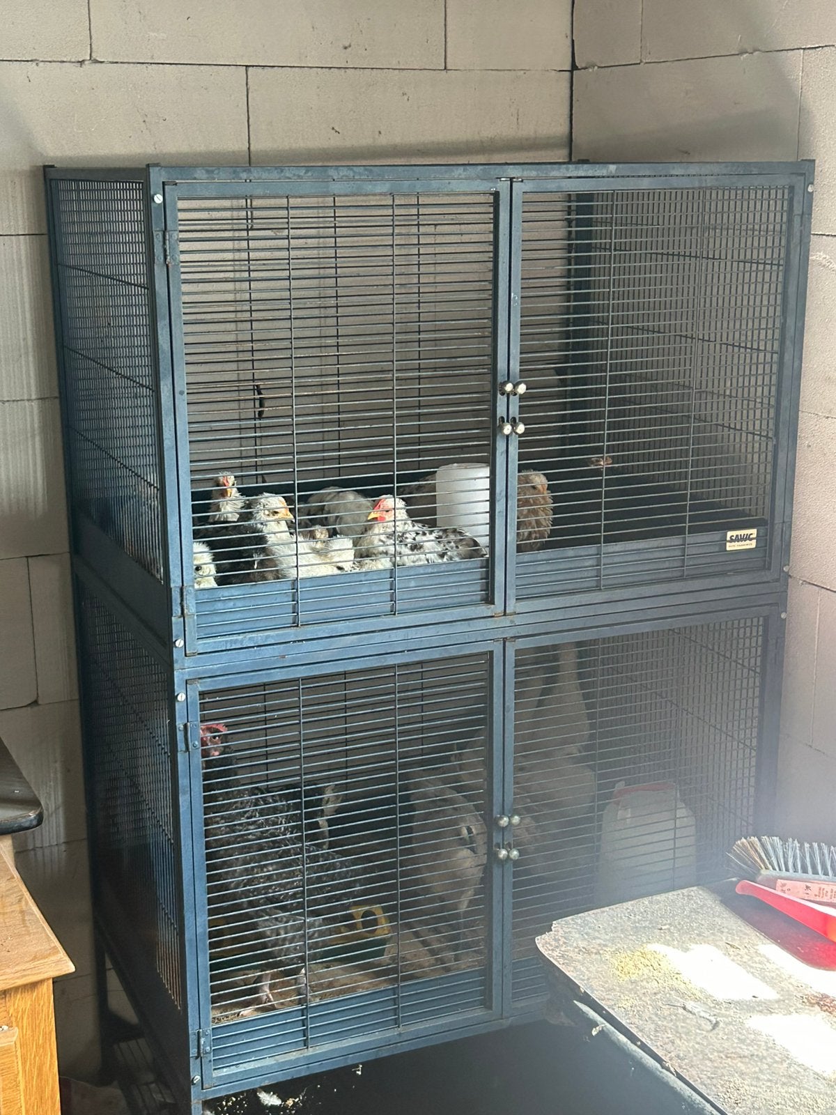 Kuikens te koop, Dieren en Toebehoren, Pluimvee, Kip, Geslacht onbekend