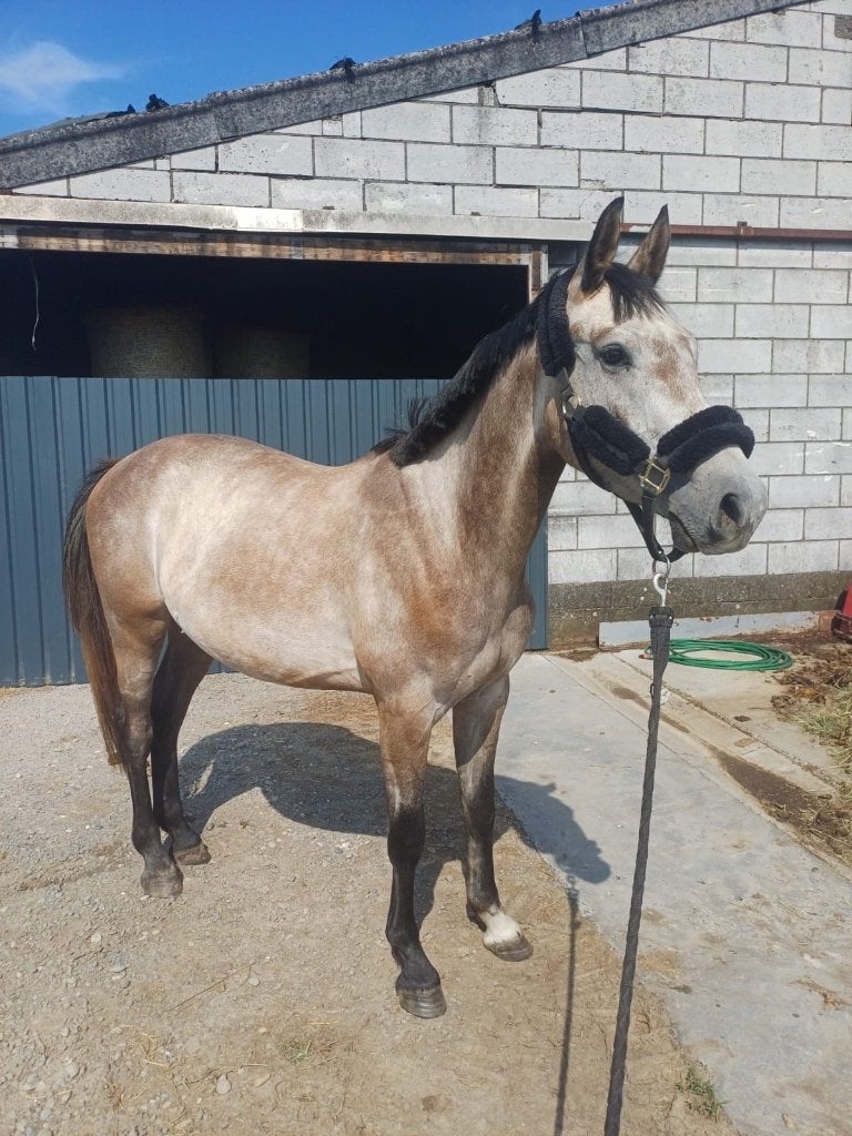 BWP springruin 2023 blanco RX!, Animaux & Accessoires, Chevaux, Hongre, Non dressé, 160 à 165 cm, 3 à 6 ans, Cheval de saut, Avec pedigree