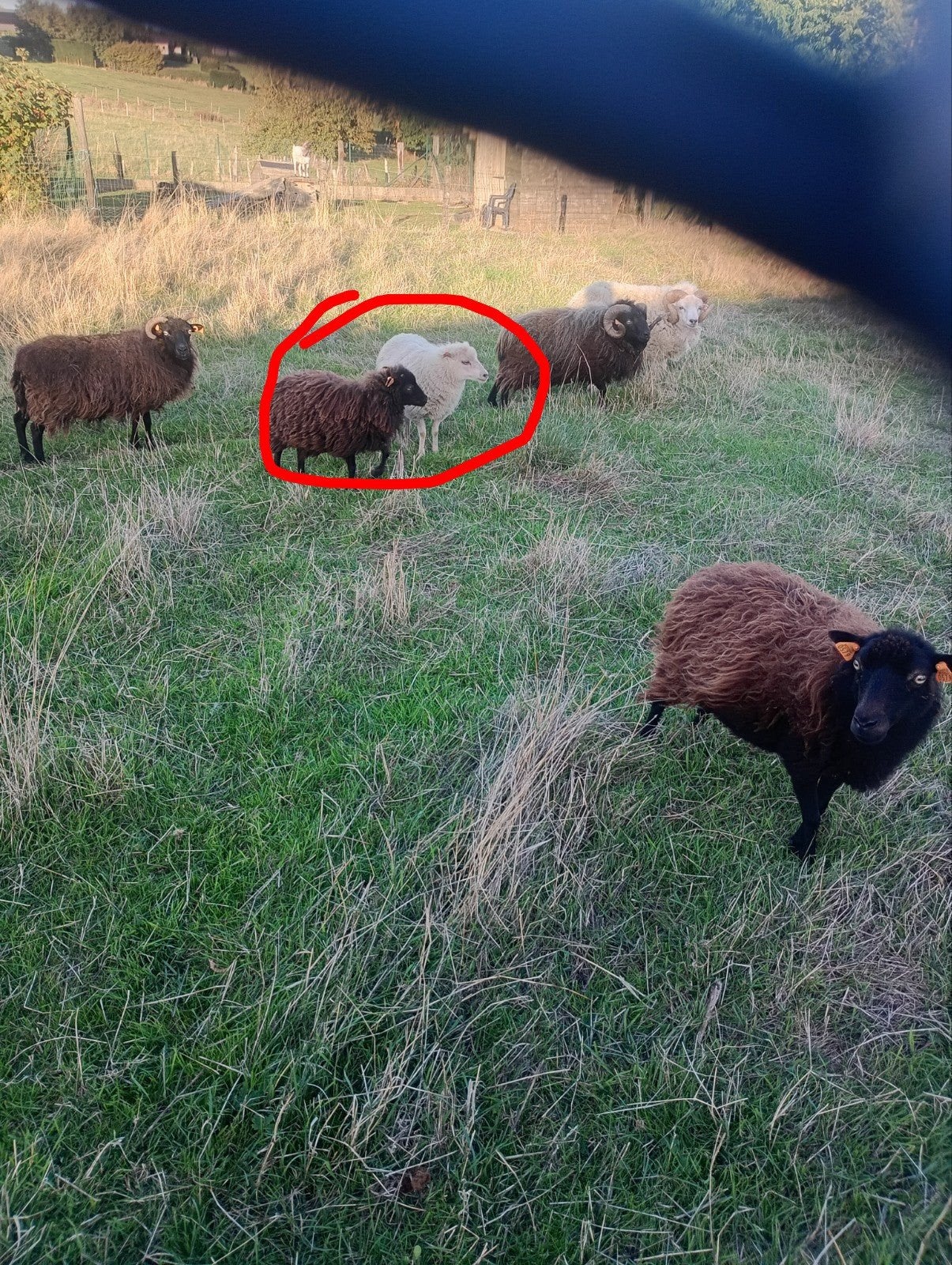 mini schaapjes, Dieren en Toebehoren