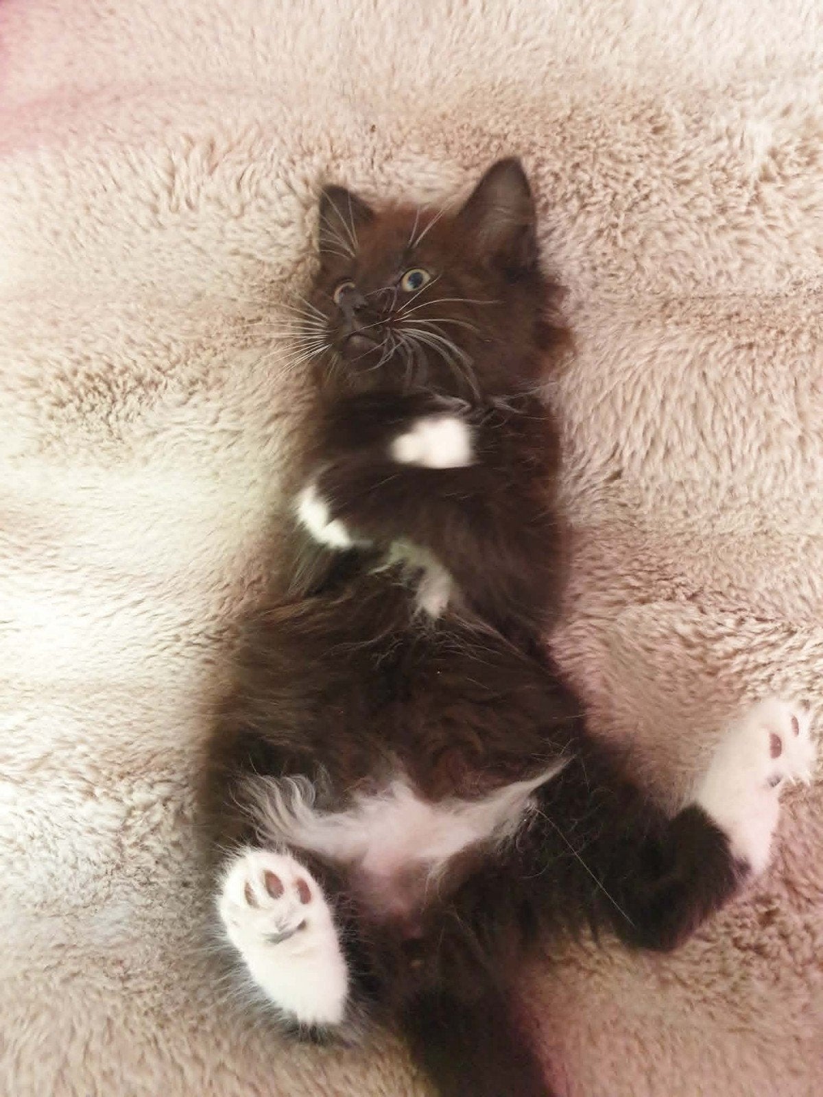Chat sibérien Valko, Animaux & Accessoires, Chat, Avec pedigree, 0 à 2 ans