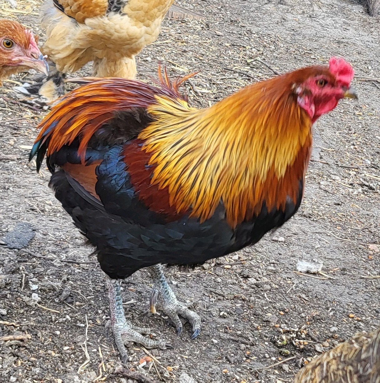 coq araucana