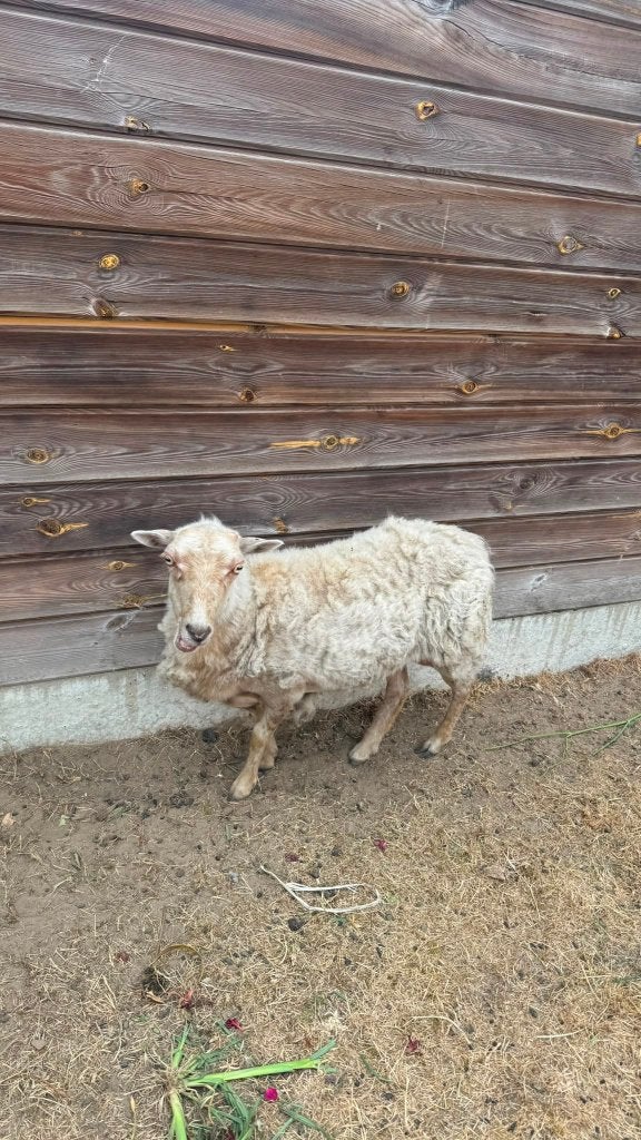 2 schapen, Dieren en Toebehoren, Meerdere dieren, Schaap