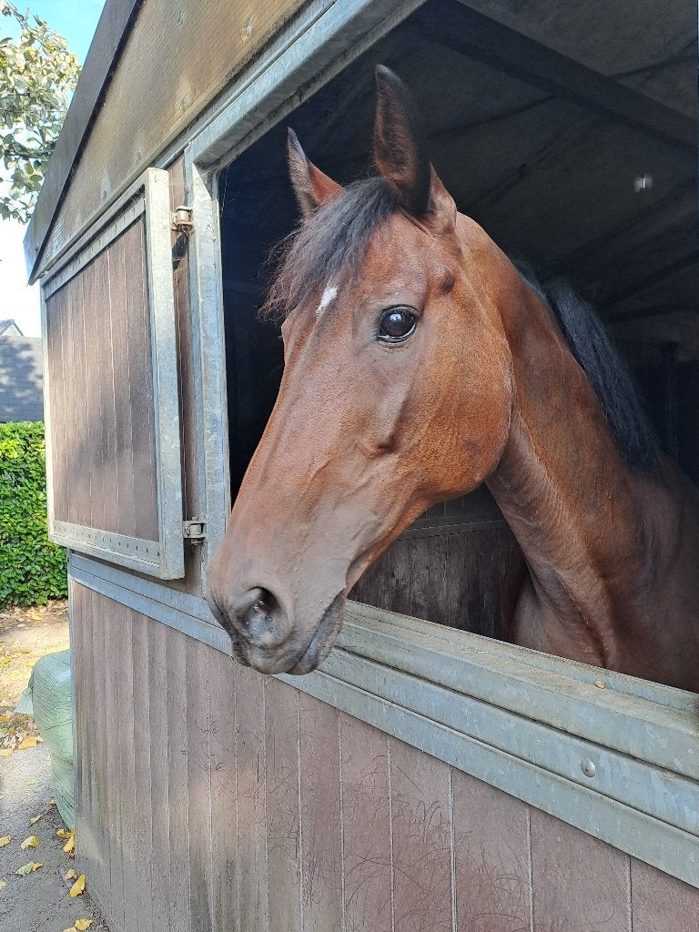 Chique fokmerrie 13j, Avec pedigree, 11 ans ou plus, 165 à 170 cm, Ne s'applique pas