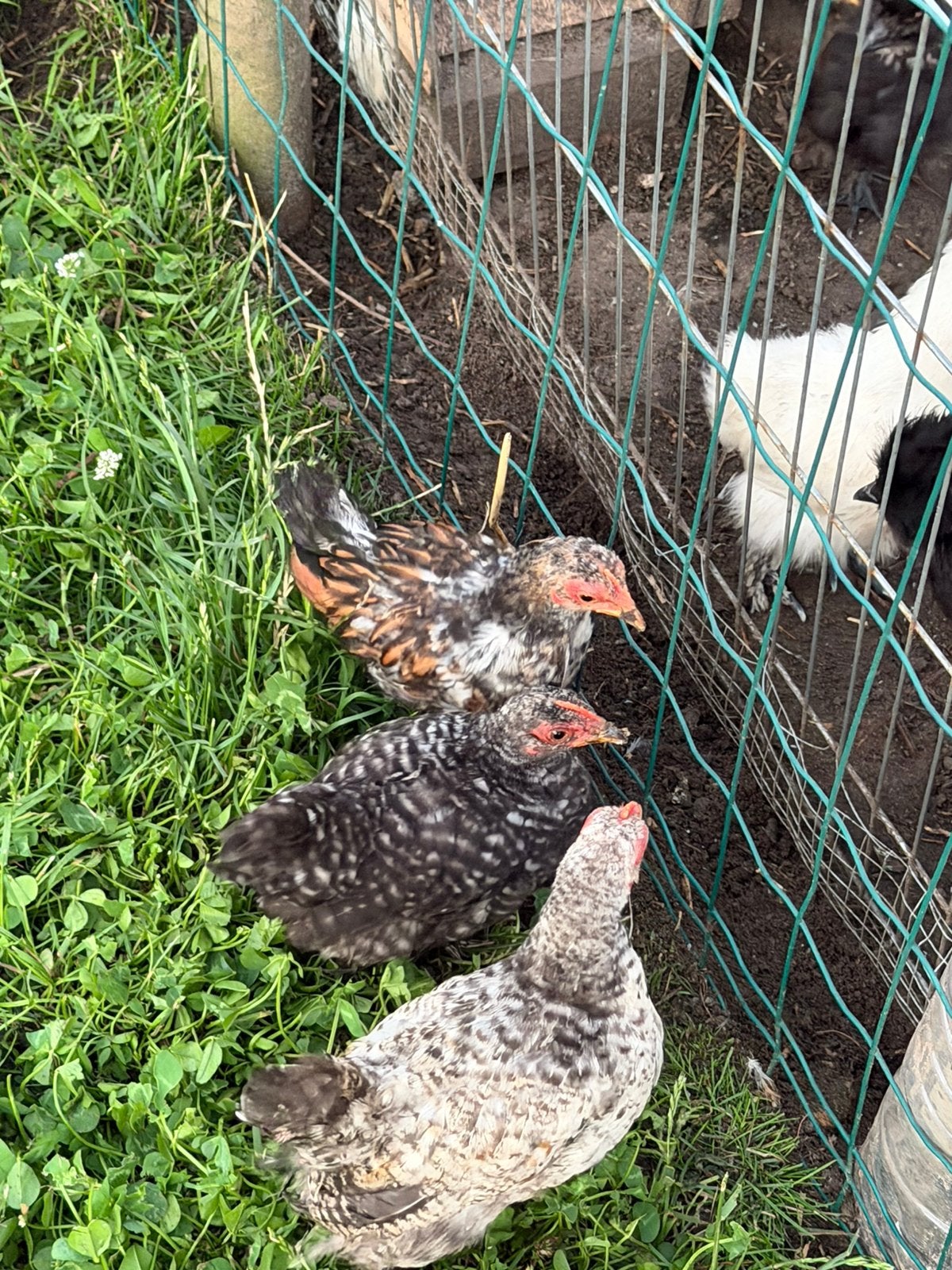 Jonge cochin kriel haantjes