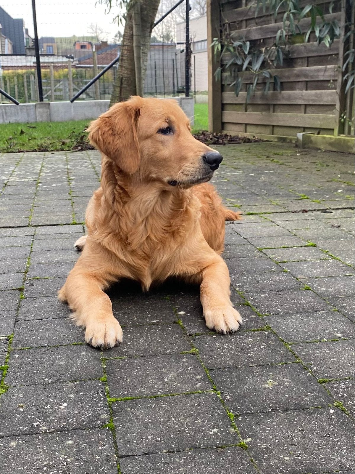 Mooi nestje golden retrievers, Dieren en Toebehoren, Honden | Retrievers, Spaniëls en Waterhonden, België, Reu, 8 tot 15 weken