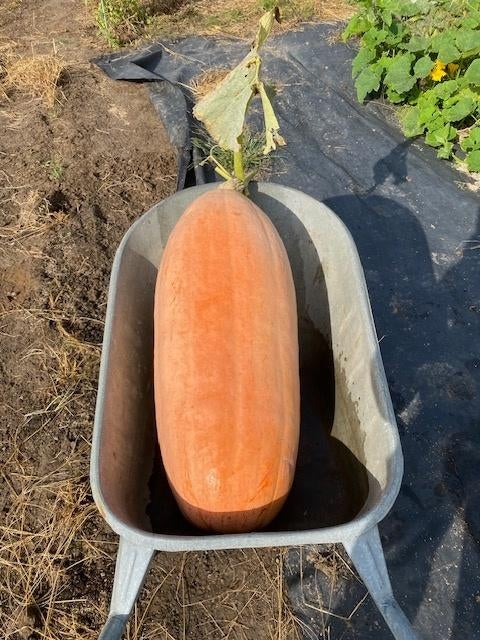 pompoenplantjes, Ophalen, Nieuw