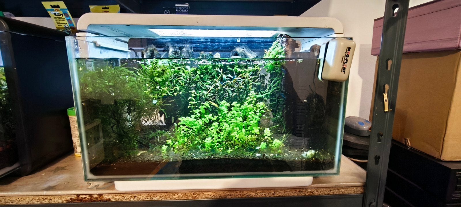 Aquarium met rasbora Galaxy en Blue jelli garnalen