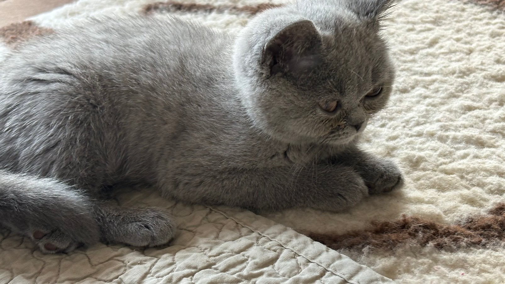 Brits korthaar kitten, Meerdere dieren, Met stamboom, 0 tot 2 jaar