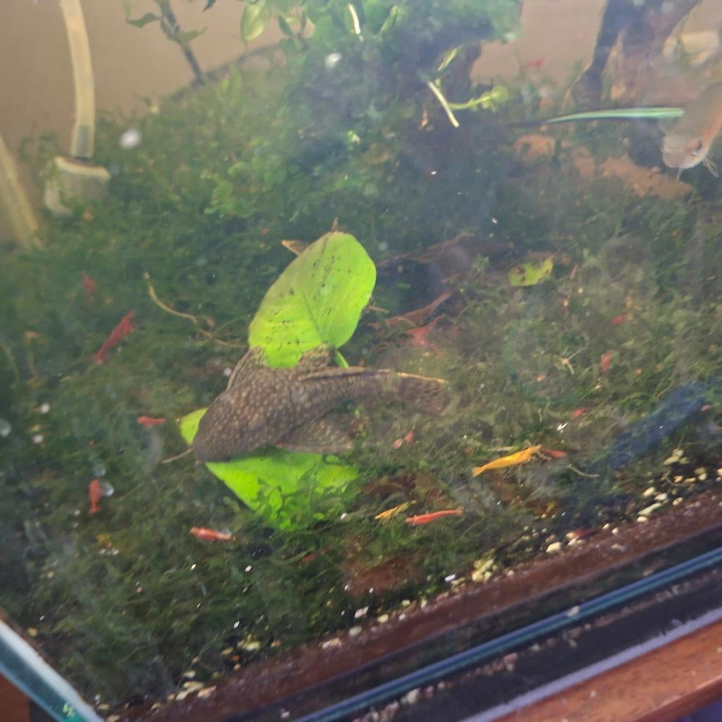 aquariumvissen, Dieren en Toebehoren, Vis, Zoetwatervis