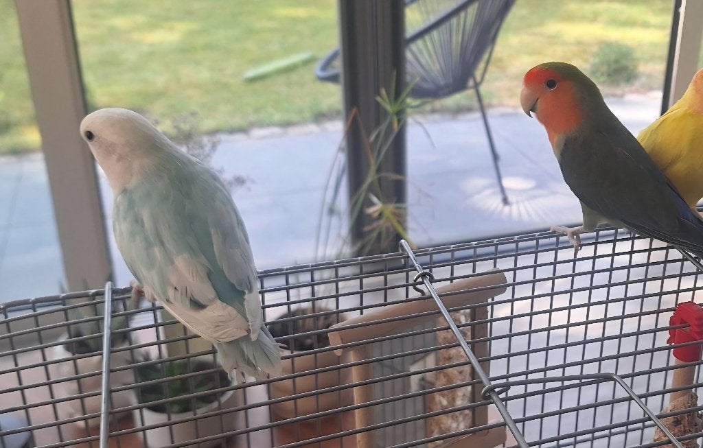 Dwergpapegaai koppel, Animaux & Accessoires, Oiseaux | Perruches & Perroquets