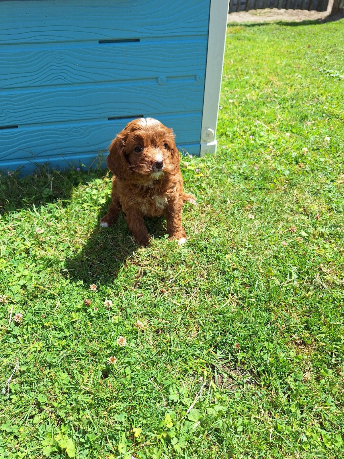 Cavapoo pups, Dieren en Toebehoren, Parvo, België, 8 tot 15 weken, Meerdere