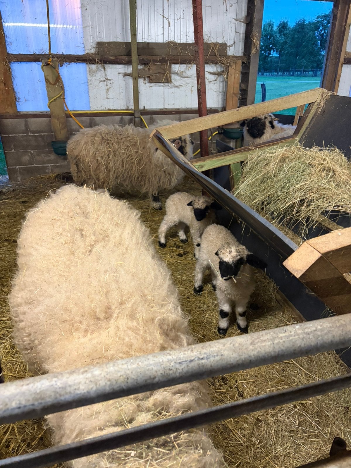 Wallisser Schwarznase, Mâle, Mouton, 0 à 2 ans