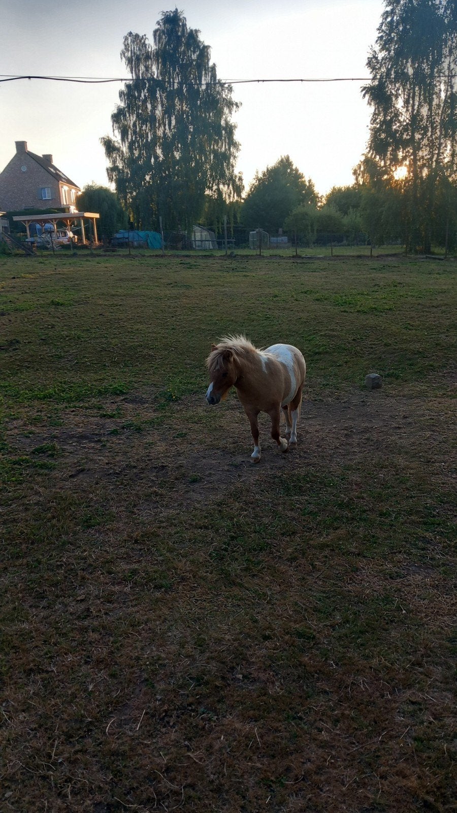 Mooi shetlander jaarling hengstje, Dieren en Toebehoren, 0 tot 2 jaar, Hengst, A pony (tot 1.17m), Ontwormd