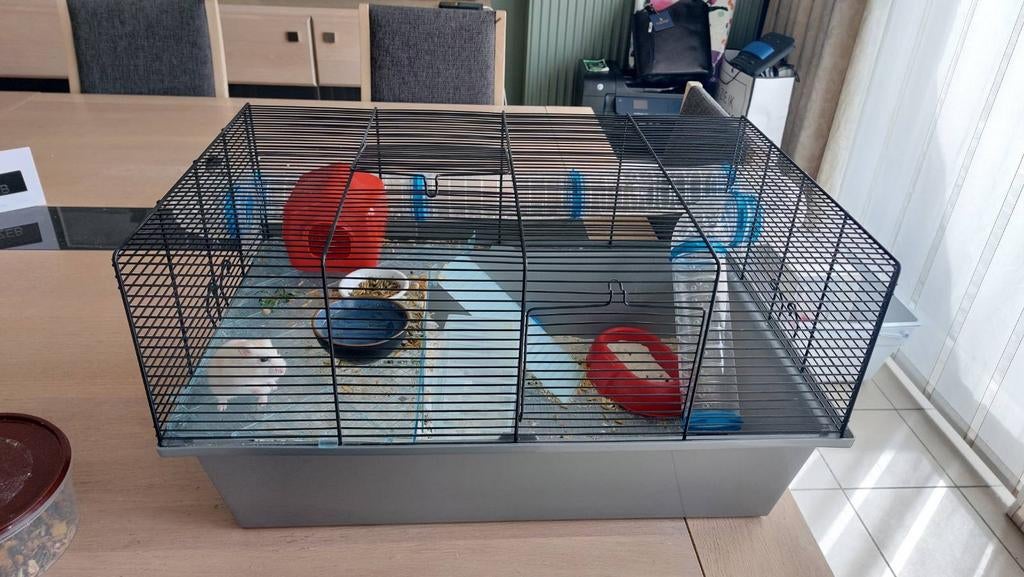 Hamster met kooi - ophalen in kortrijk, Enlèvement, Comme neuf, Cage, Hamster