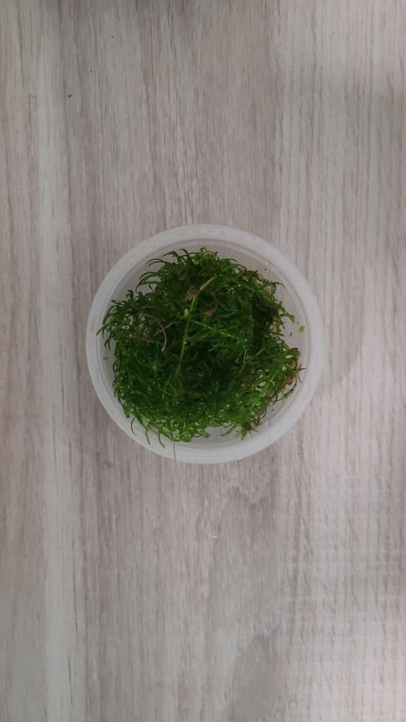 Brede Waterpest (Elodea canadensis), Dieren en Toebehoren, Ophalen