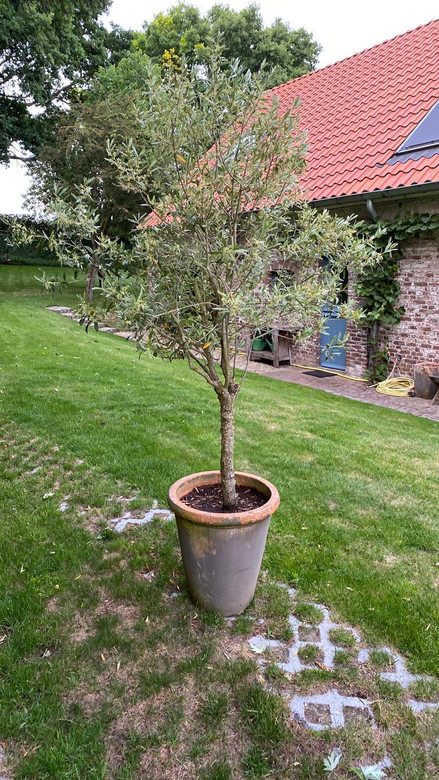 Mooie olijfboom in terracotta pot ca 225cm, Lente, 100 tot 250 cm, Olijfboom, Ophalen