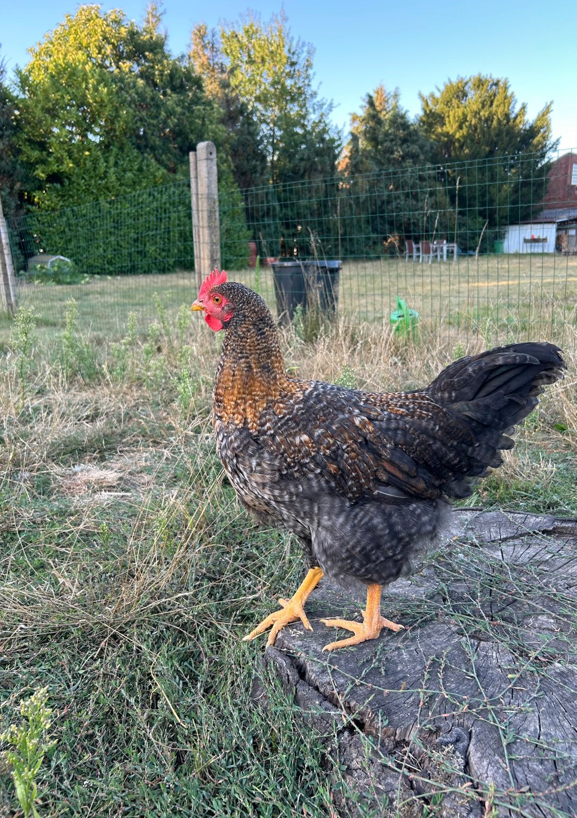 Haan kruising Bielefelder x Orpington, Mannelijk, Kip