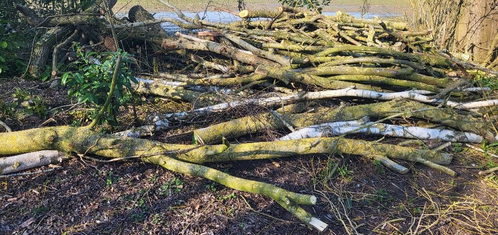 Hout, 6 m³ of meer, Ophalen
